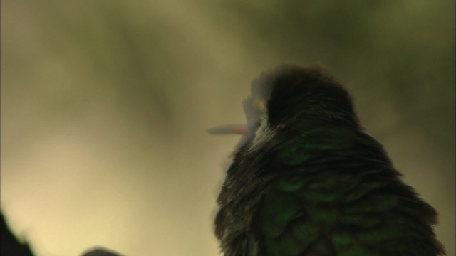 kolibřík bělouchý - ML466299