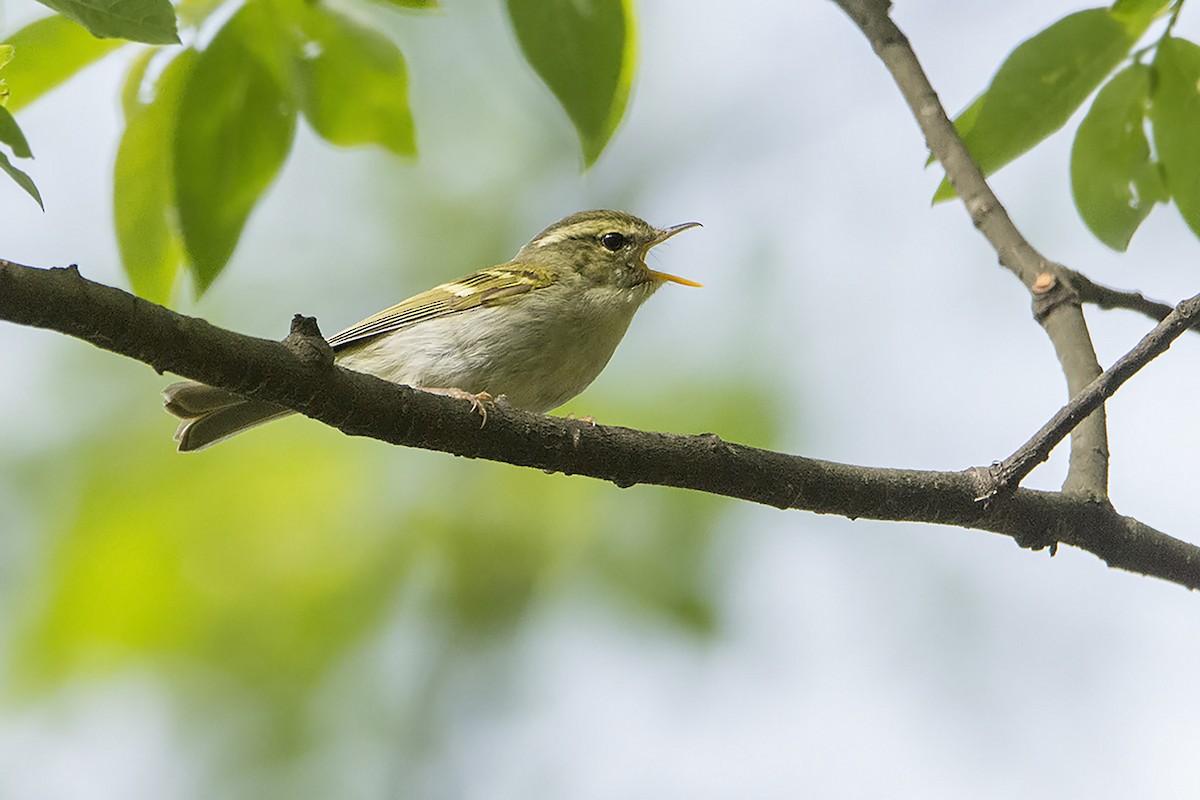 Emei Leaf Warbler - ML466299011