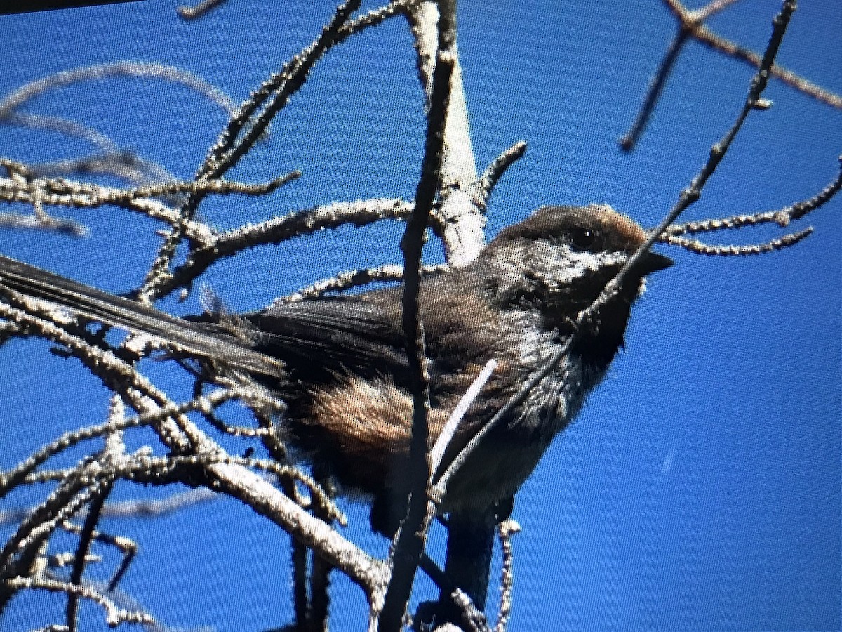 Boreal Chickadee - ML466299821