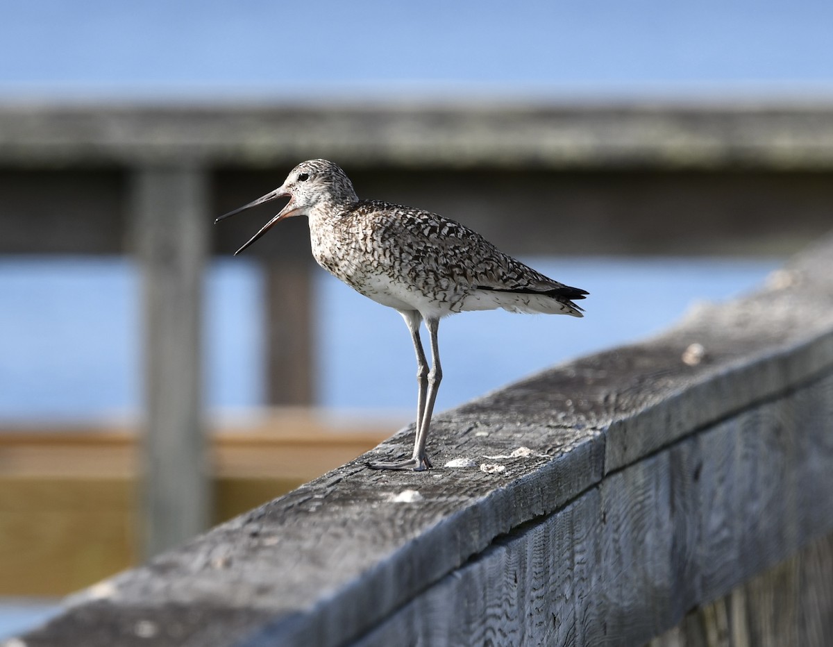 Willet - ML466300691