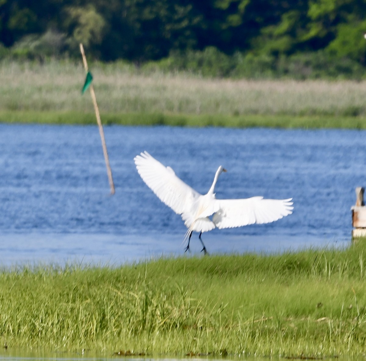 Great Egret - Terri Needham