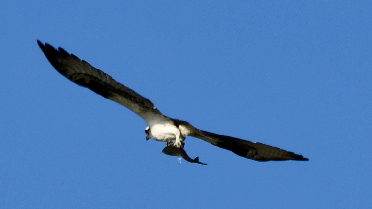 Balbuzard pêcheur - ML466300991