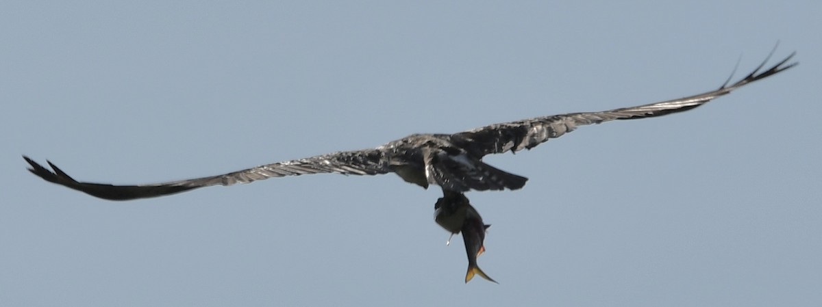 Águila Pescadora - ML466301001