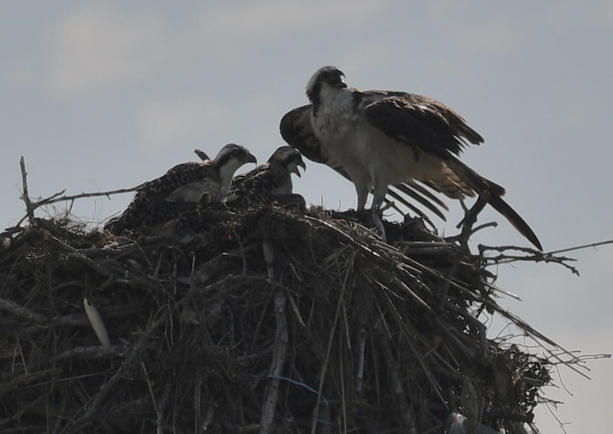 Osprey - Terri Needham