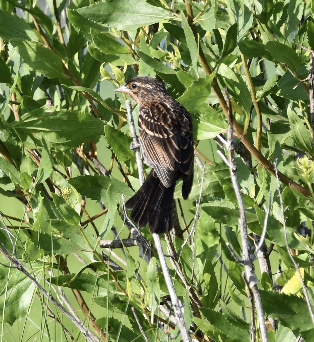 Red-winged Blackbird - Terri Needham