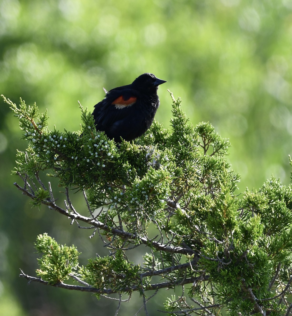 Red-winged Blackbird - Terri Needham