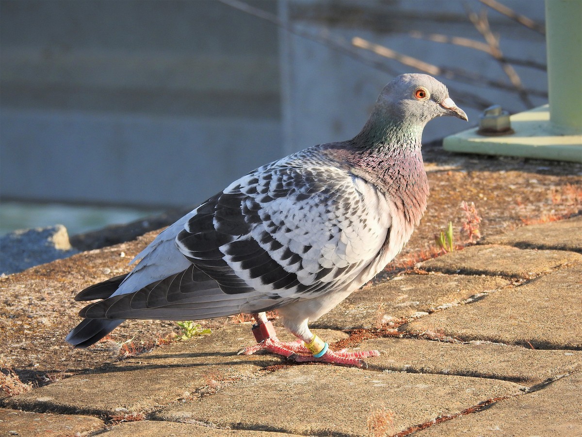 Rock Pigeon (Feral Pigeon) - ML466301431