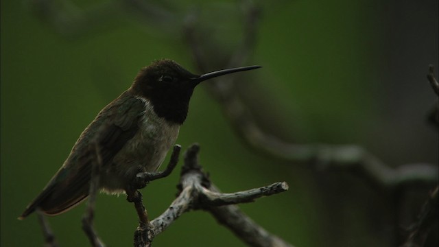 Black-chinned Hummingbird - ML466302