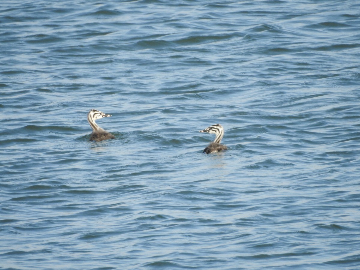 Great Crested Grebe - ML466302101