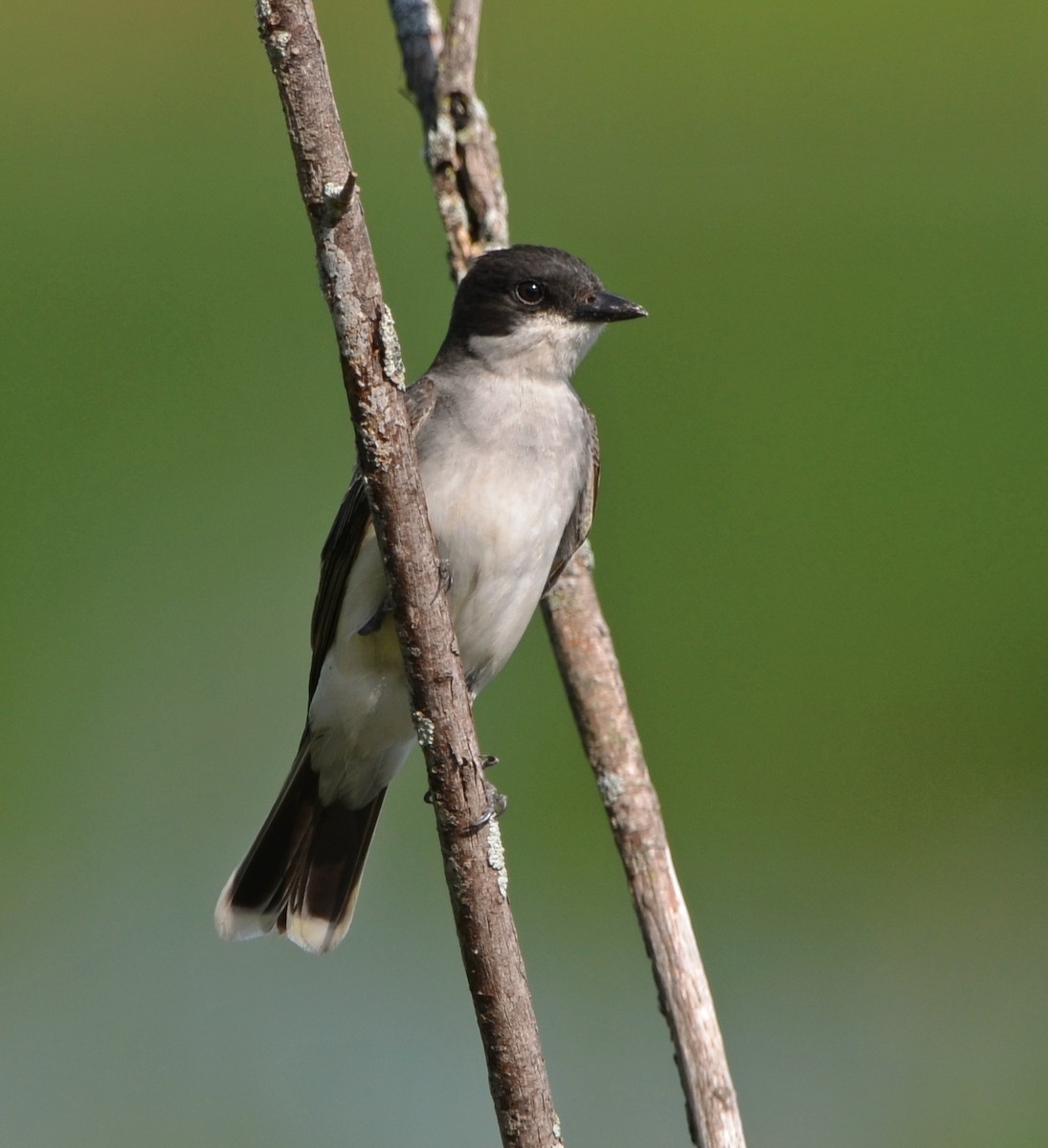 Eastern Kingbird - ML466302691