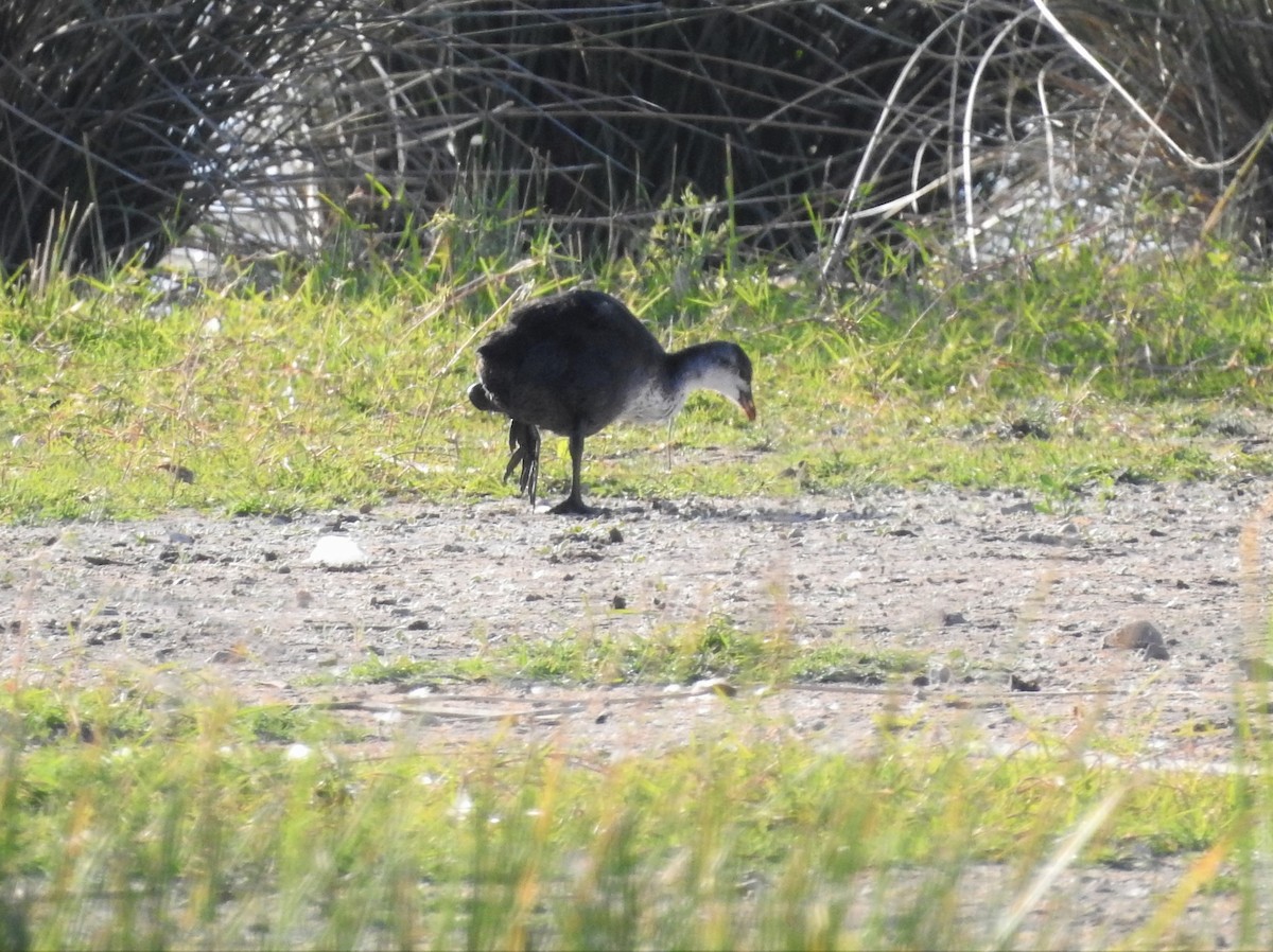 Eurasian Coot - ML466303321