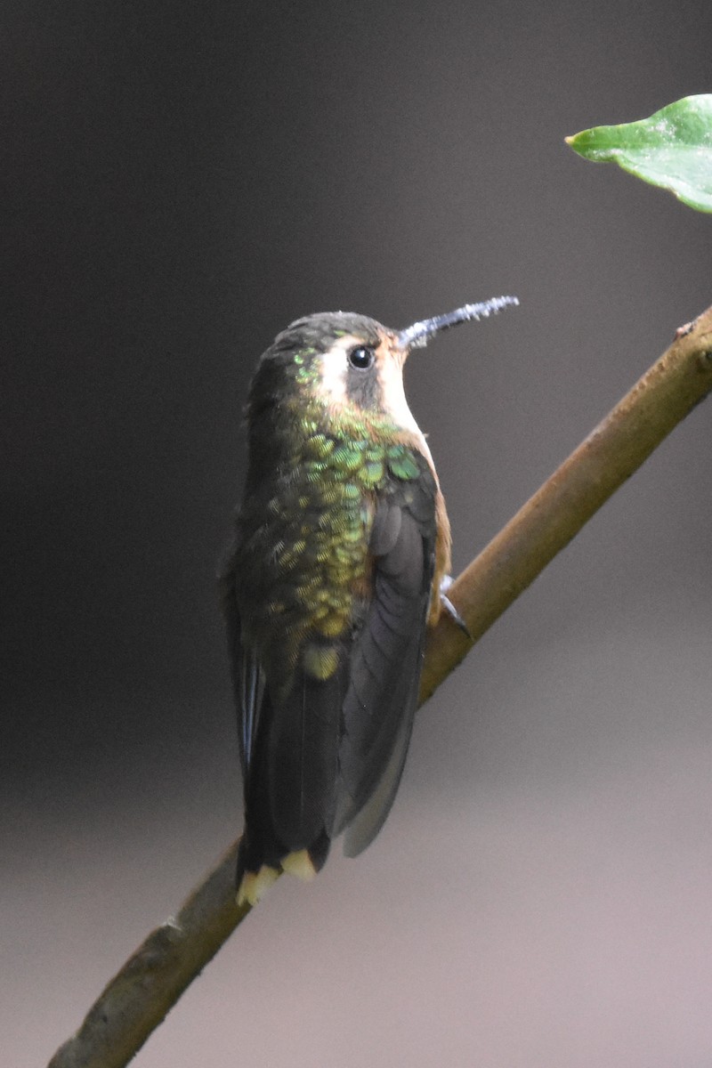 Speckled Hummingbird - Ted Kavanagh