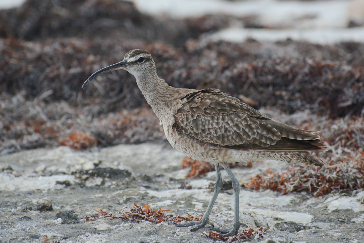 Whimbrel - David Jeffrey Ringer