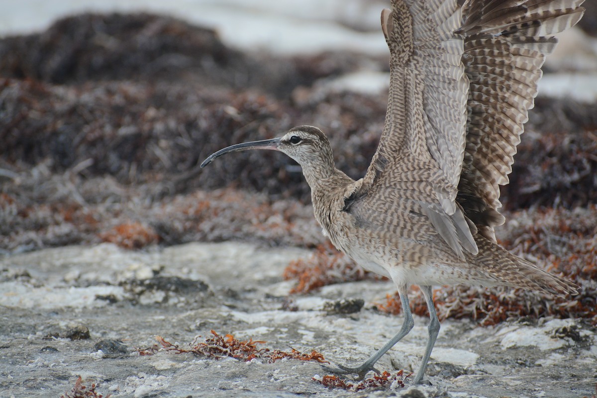 Whimbrel - ML466303781