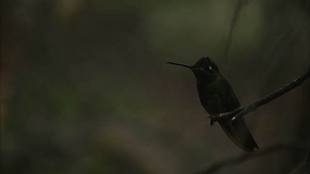 Violettkron-Brillantkolibri - ML466304