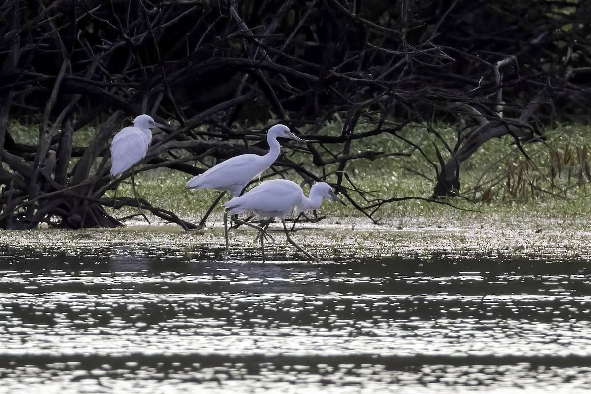 Little Blue Heron - ML466304731