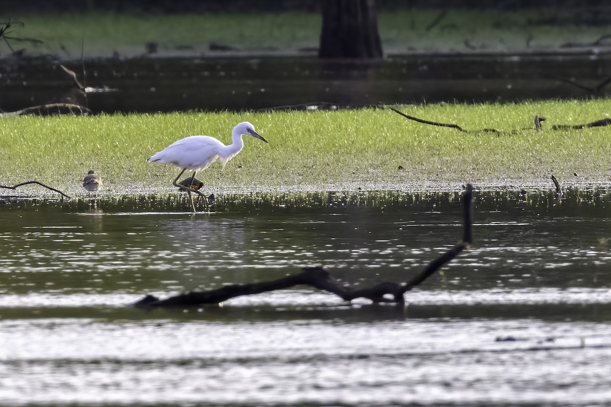 Little Blue Heron - ML466304751