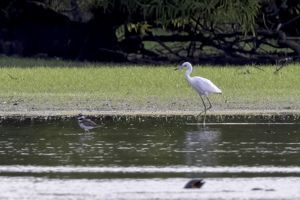 Little Blue Heron - ML466305321