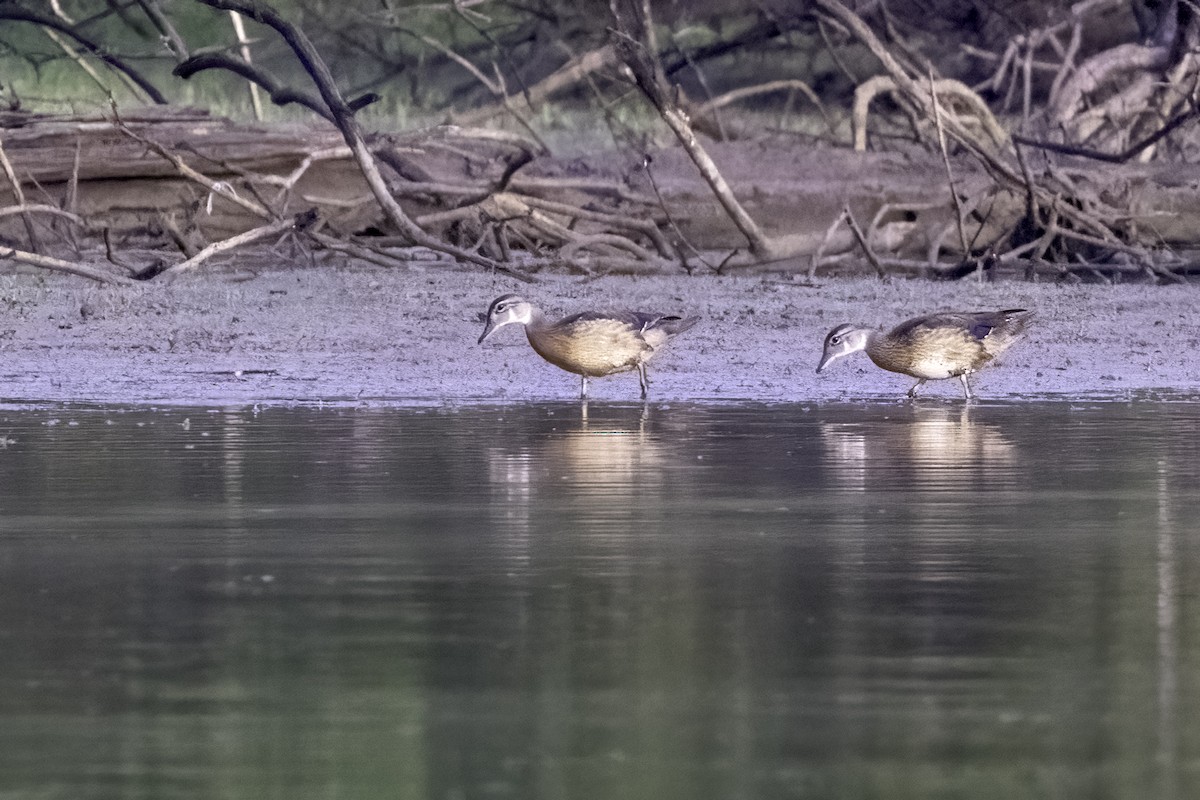 Wood Duck - ML466305561