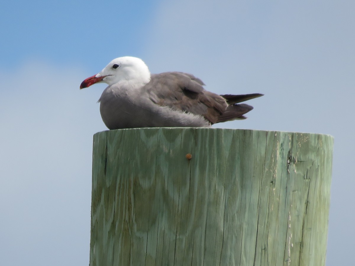 Heermann's Gull - Jay Kauffman