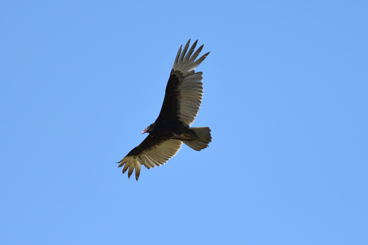 Turkey Vulture - terence zahner