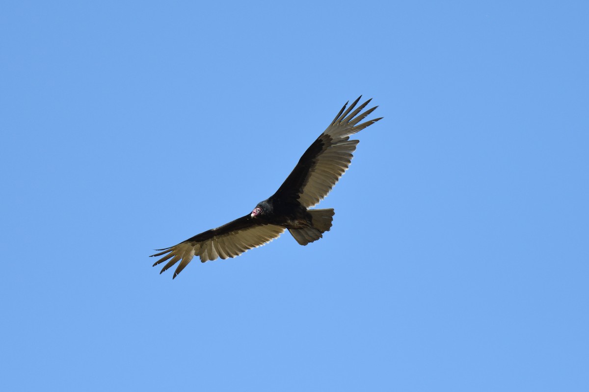 Turkey Vulture - terence zahner