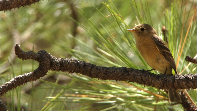 Buff-breasted Flycatcher - ML466310