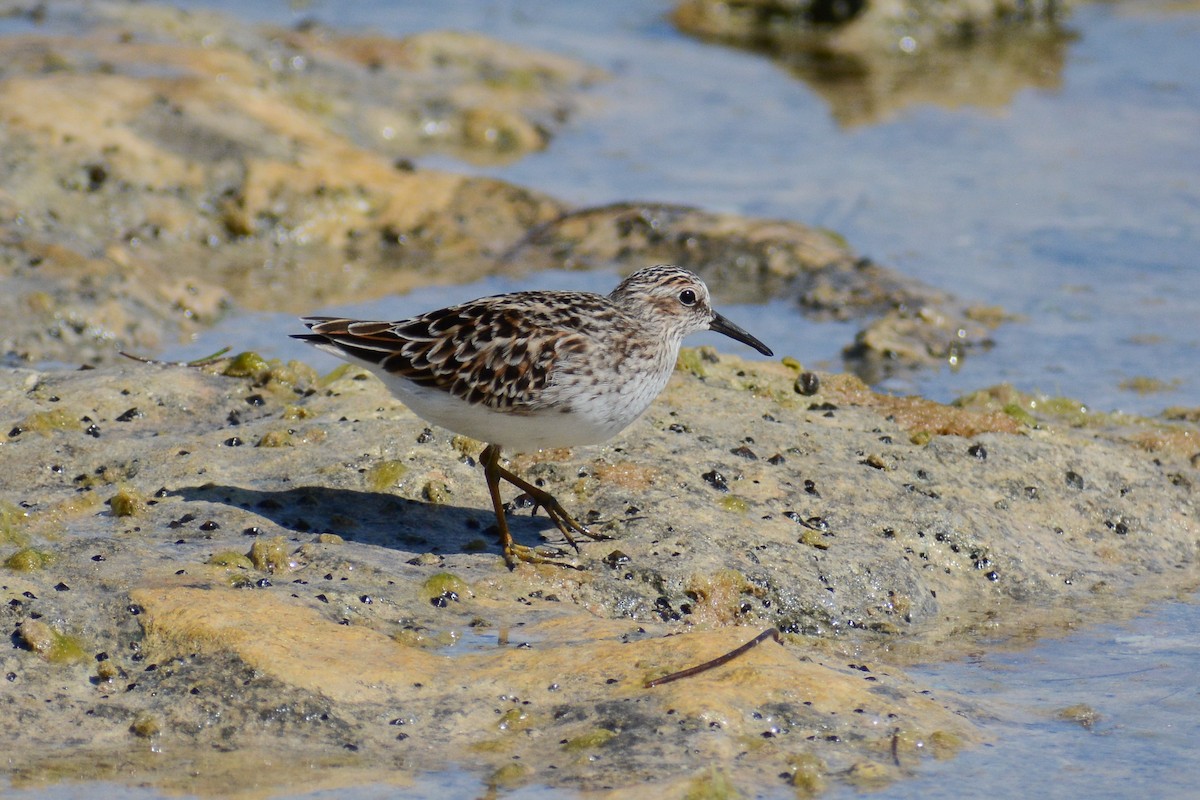 pygmésnipe - ML466310091