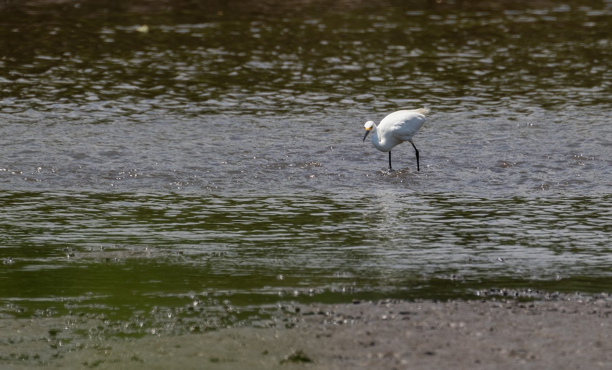 Snowy Egret - ML466310141