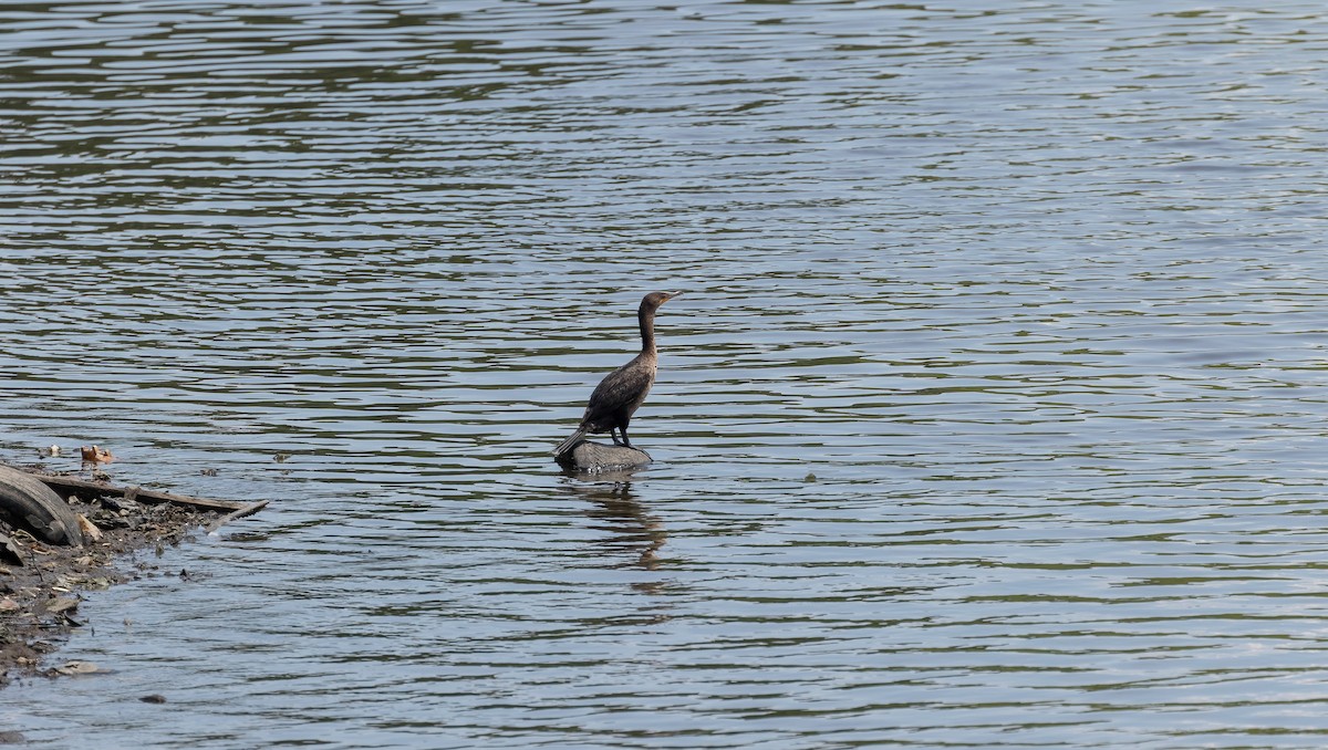 Double-crested Cormorant - Richard  Davis