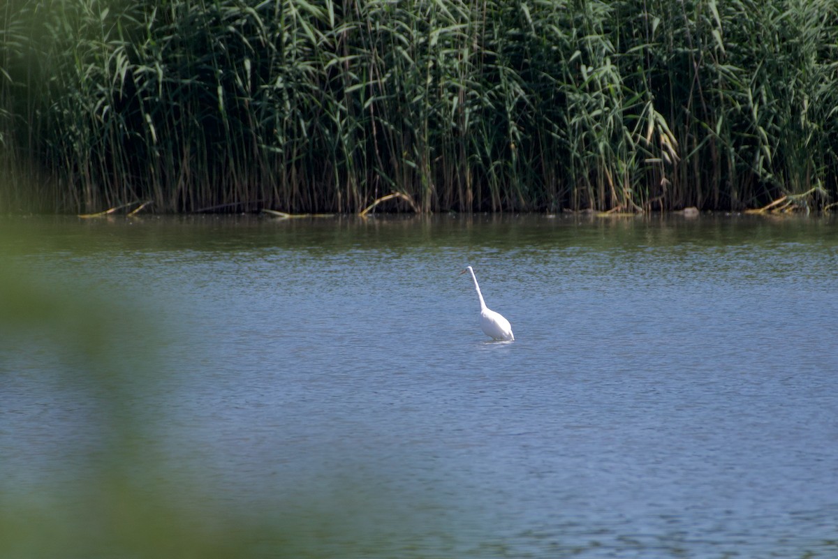 Great Egret (alba) - ML466310471