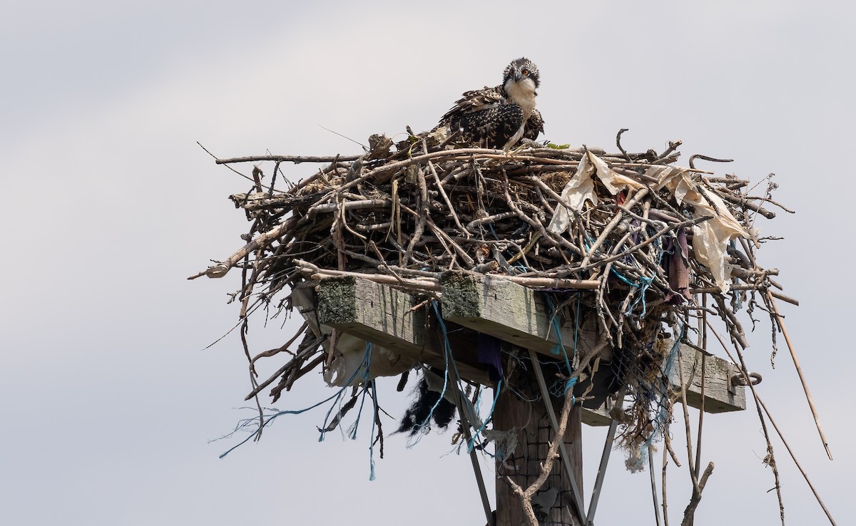 Osprey - Richard  Davis