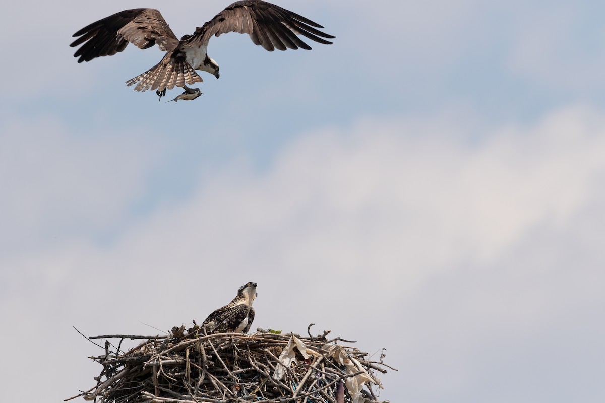 Osprey - Richard  Davis