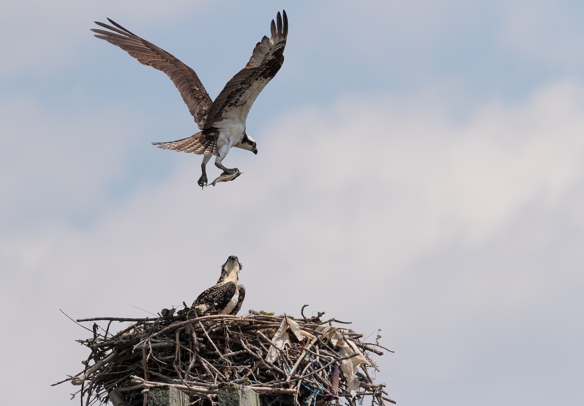 Osprey - Richard  Davis