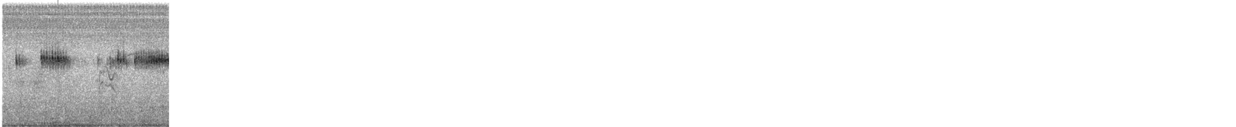 Broad-tailed Hummingbird - ML466310701