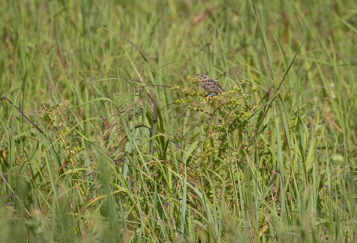 Grasshopper Sparrow - Richard  Davis