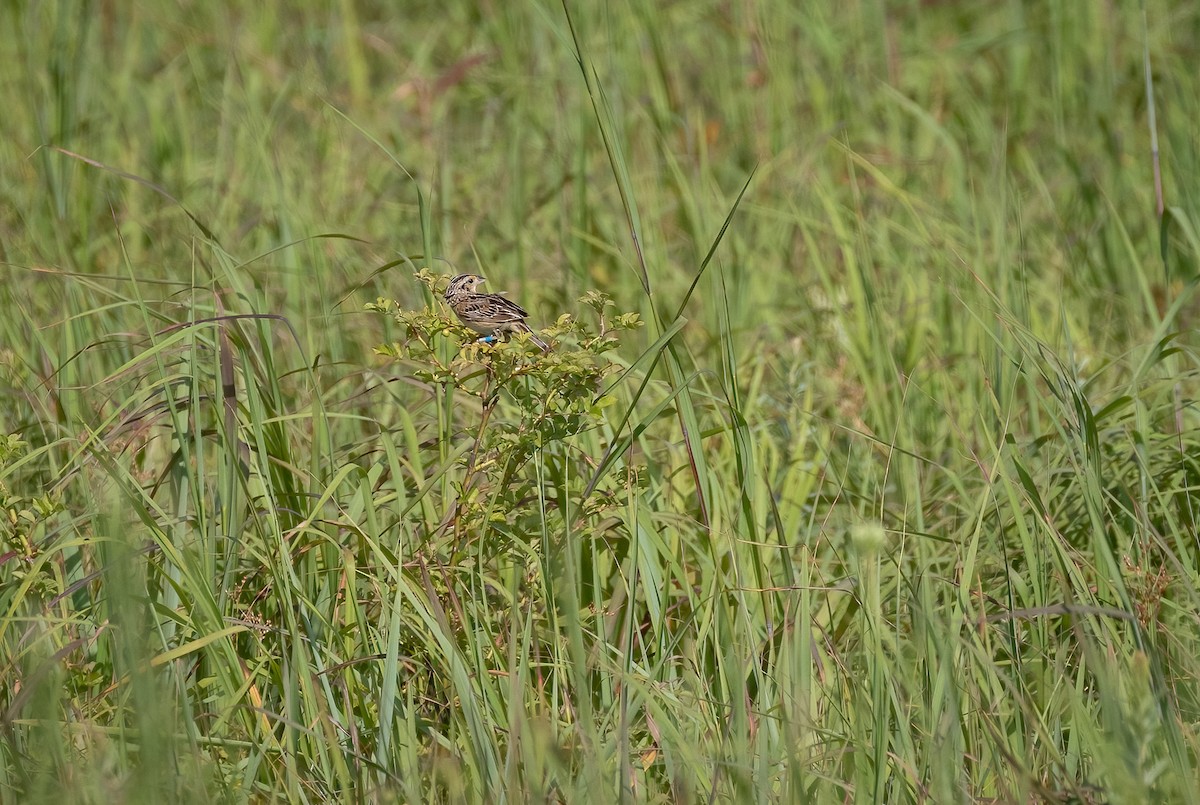 Grasshopper Sparrow - Richard  Davis