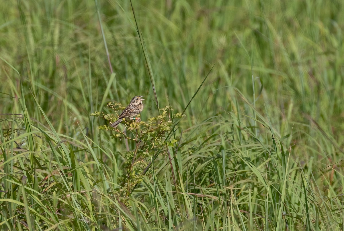 Grasshopper Sparrow - Richard  Davis