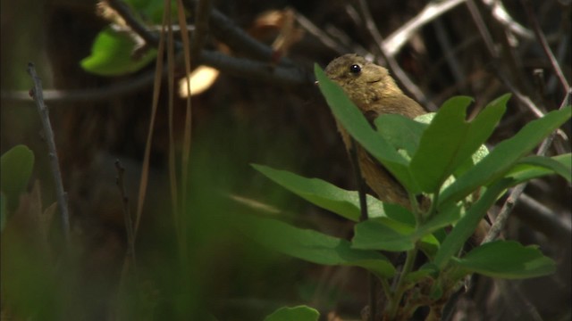 Buff-breasted Flycatcher - ML466311