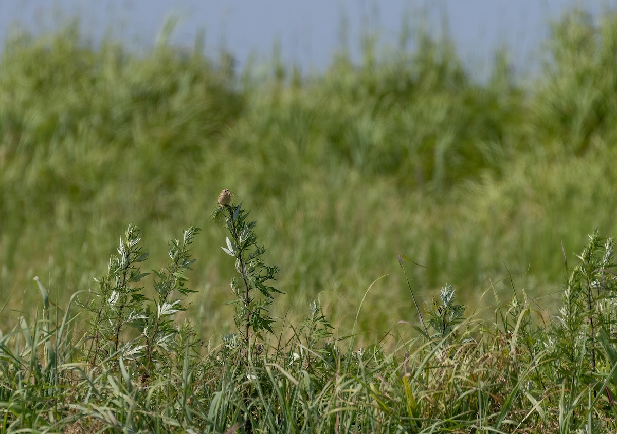 Grasshopper Sparrow - Richard  Davis