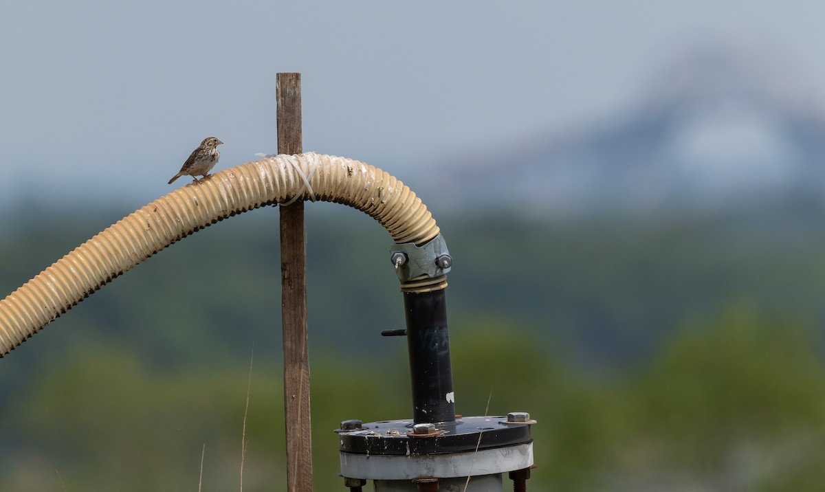 Savannah Sparrow - ML466311221