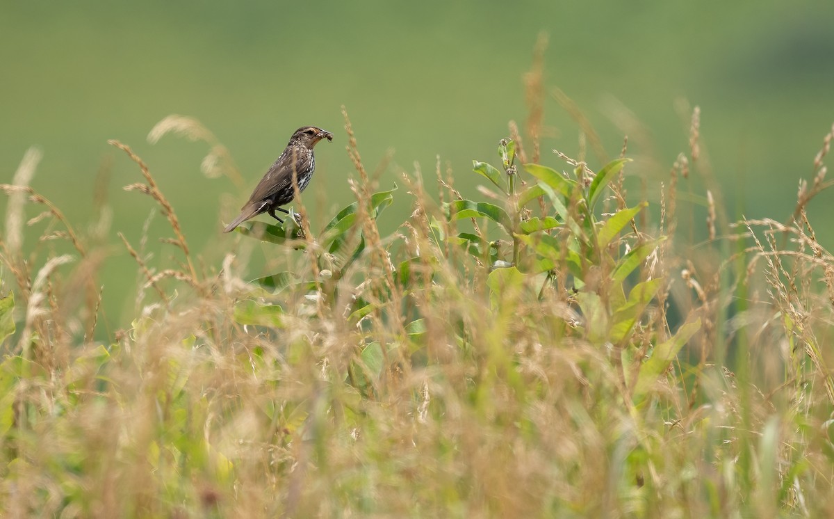 Red-winged Blackbird - Richard  Davis