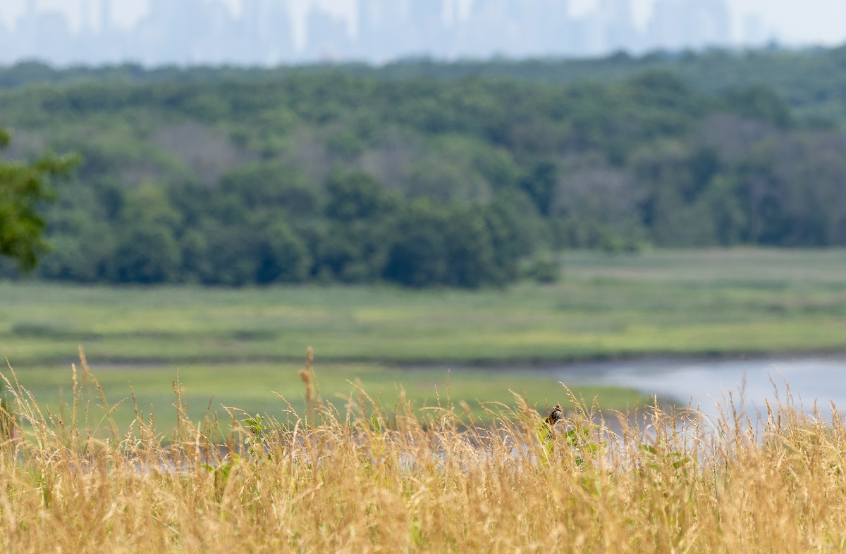 Red-winged Blackbird - ML466311331