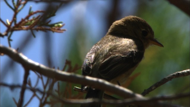 Buff-breasted Flycatcher - ML466312