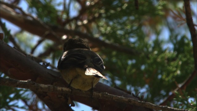 Buff-breasted Flycatcher - ML466313