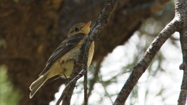 Buff-breasted Flycatcher - ML466314