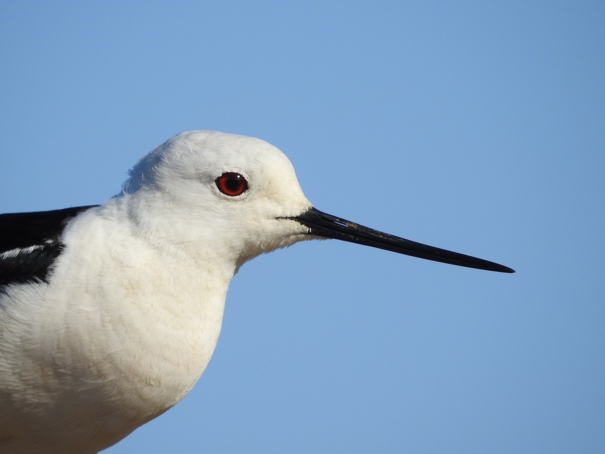 Black-winged Stilt - ML466315601