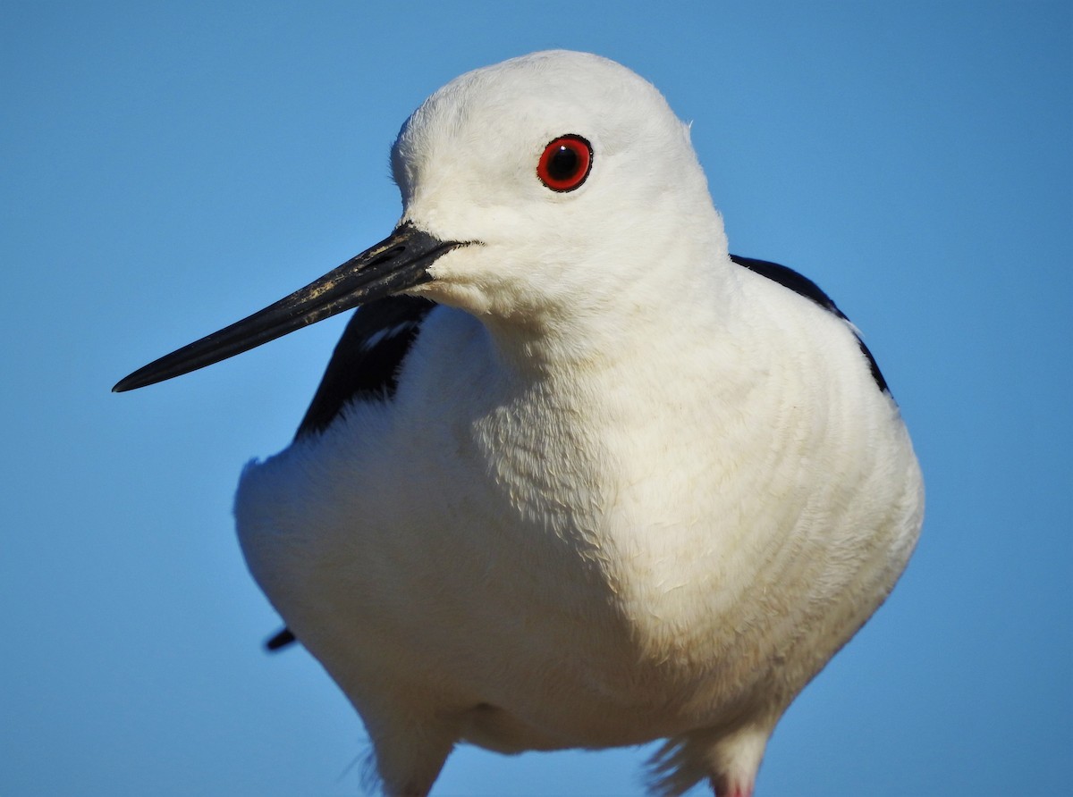 Black-winged Stilt - João Gonçalves