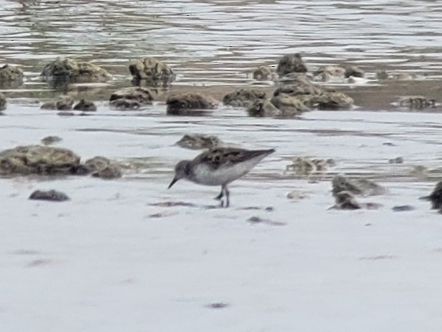 Semipalmated Sandpiper - ML466315771