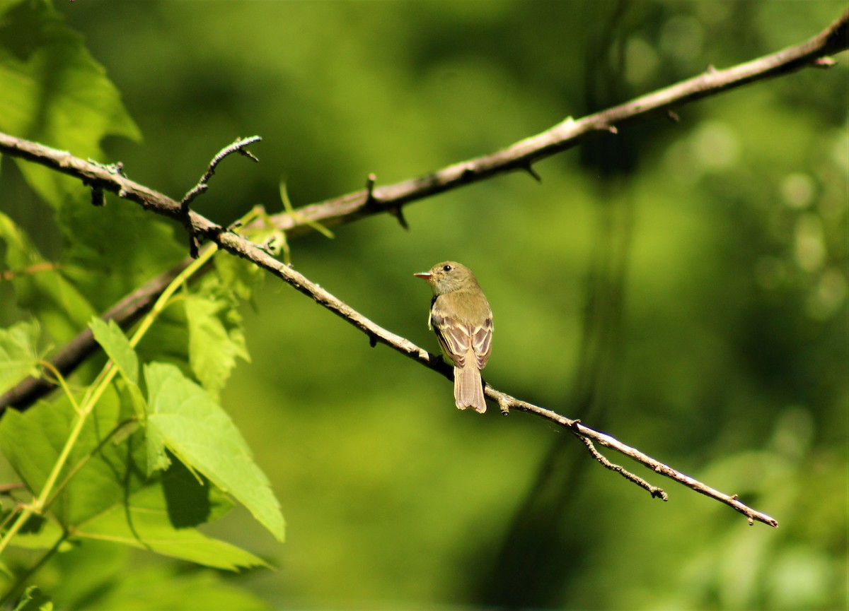 Alder Flycatcher - ML466315871